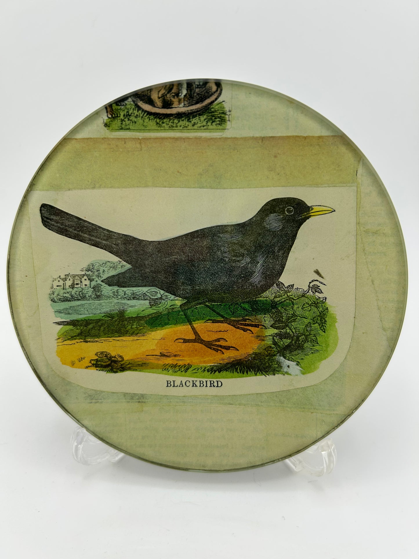 John Derian Signed Blackbird Trinket Dish